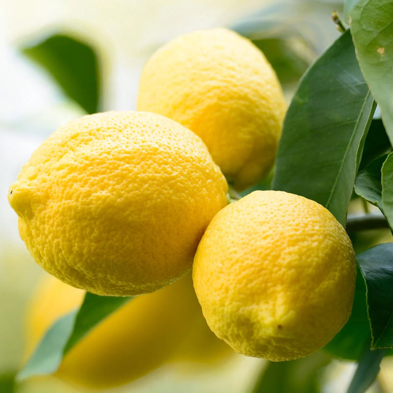 Semi di limone per una facile coltivazione