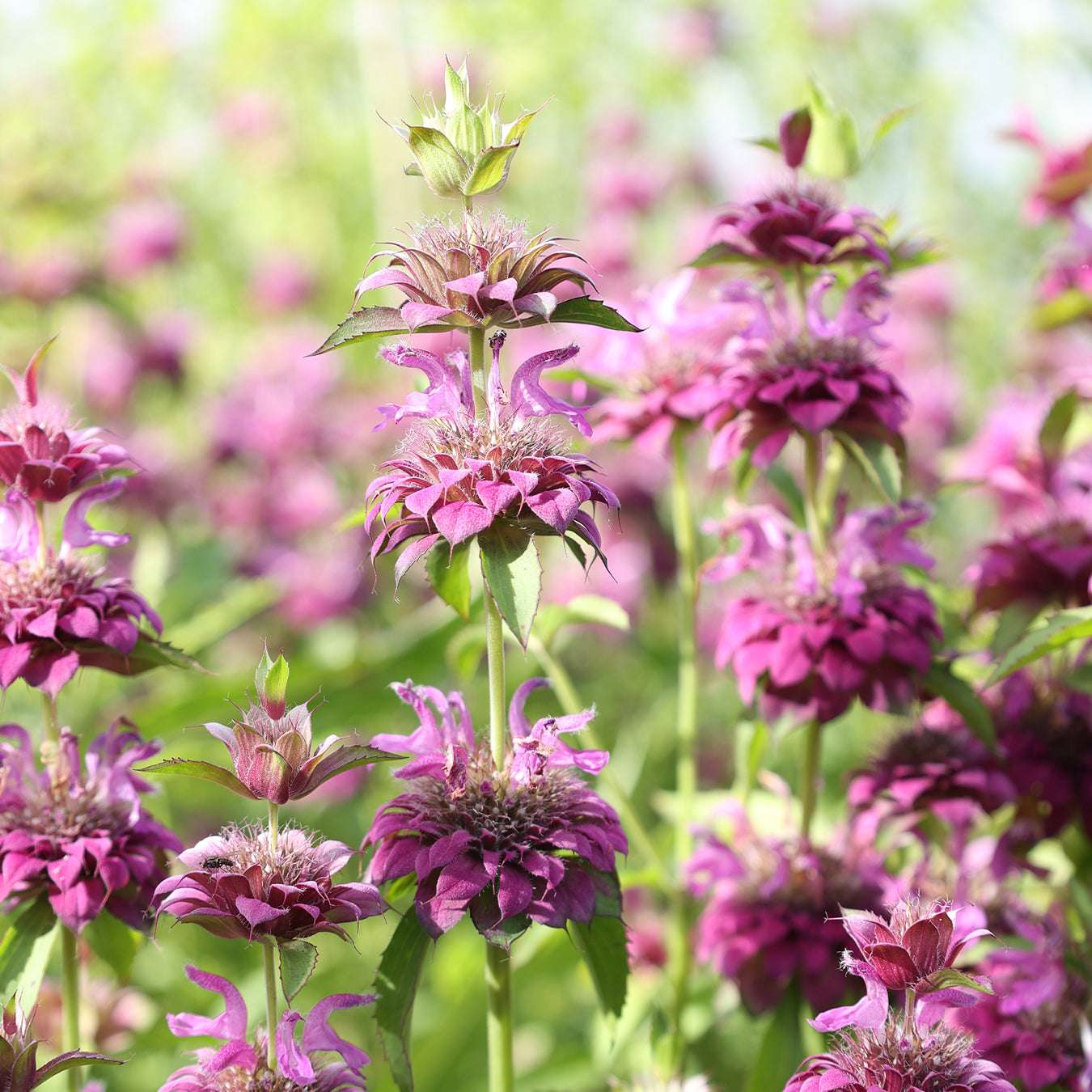 Violett Citriodora Blumensamen einfache Aussaat