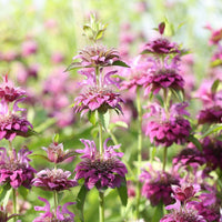 Violett Citriodora Blumensamen einfache Aussaat