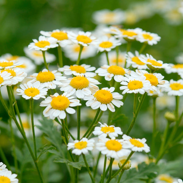Zloty Lan Chamomile Samen Matricaria chamomilla daisy Blumen