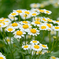 Zloty Lan Chamomile Samen Matricaria chamomilla daisy Blumen