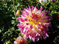 Swan Island Dahlie Blumensamen zur Aussaat Schnitt Blume beliebt Traditionssorte & ohne Gentechnik Samen Hausgarten