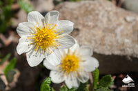 zart Rosa Iceland Blumensamen zur Aussaat – Landhaus Garten wichtig – Traditionssorte & ohne Gentechnik Samen Hausgarten