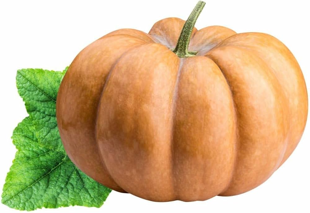 Zucchini aspn-ran pflanzen wachsend in garten