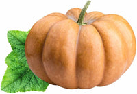Zucchini aspn-ran pflanzen wachsend in garten