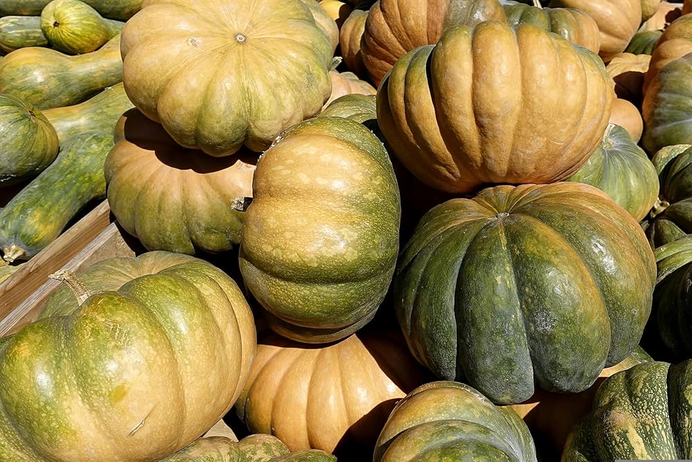Zucchini aspn-ran samen für aussaat