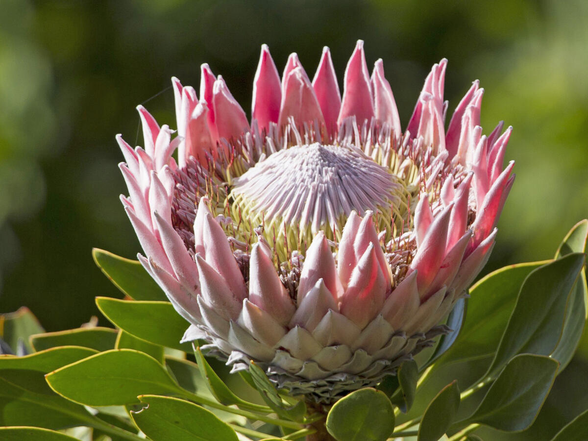 Protea Blumensamen zur Aussaat pflegeleicht Traditionssorte & ohne Gentechnik Samen Hausgarten