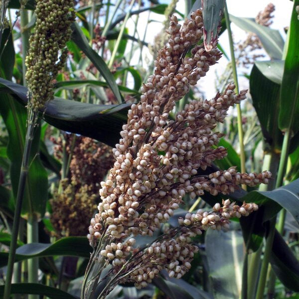 Rot Sorghum Gemüse Samen zum Pflanzen