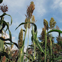 Rot Sorghum Gemüse Samen zum Pflanzen