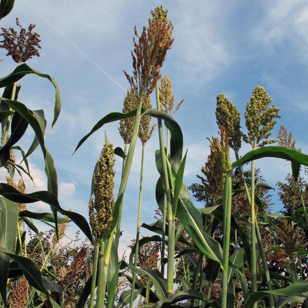 Rot Sorghum Gemüse Samen zum Pflanzen