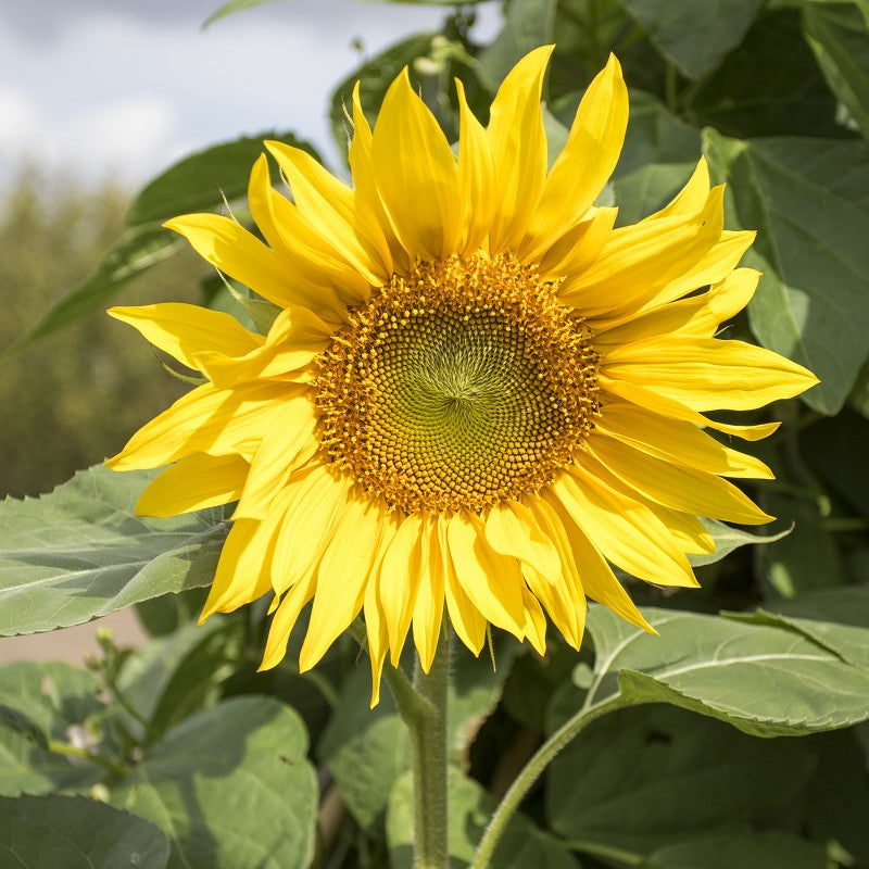 Gelb Sonnenblume Blumensamen zur Aussaat hochwertige Qualitäts- Traditionssorte & ohne Gentechnik Samen Hausgarten