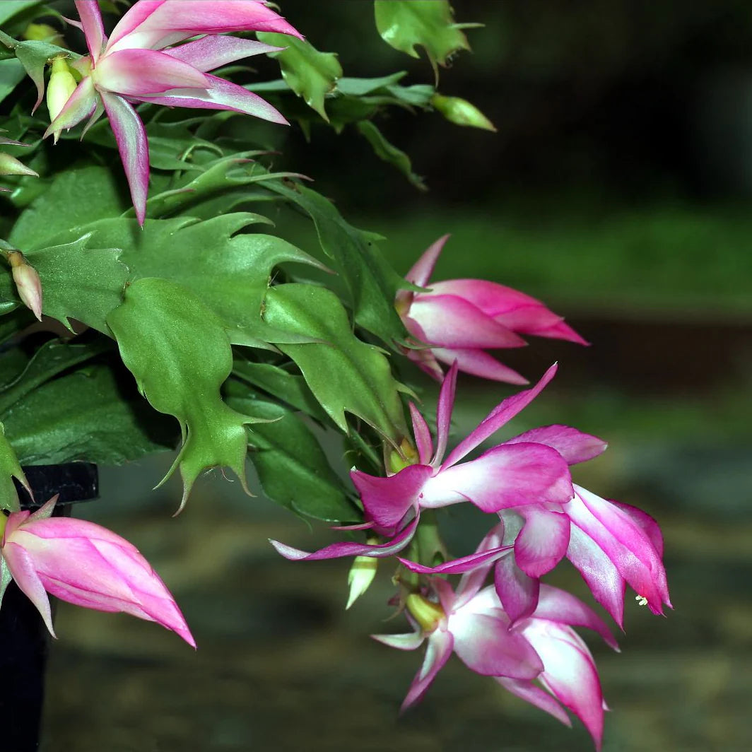 Weihnachtskaktus Blumensamen zur Aussaat – saisonal Dauerblüher – Traditionssorte & ohne Gentechnik Samen Hausgarten