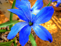 Blau zygocactus blumen cascading from hanging basket