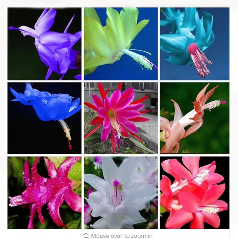 Colorful zygocactus blumen displayed innen