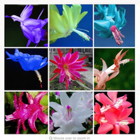 Colorful zygocactus blumen displayed innen