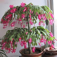 Zygocactus truncatus pflanze in hanging basket
