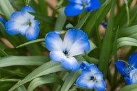 Blau zygocactus truncatus blumen wachsend in töpfen