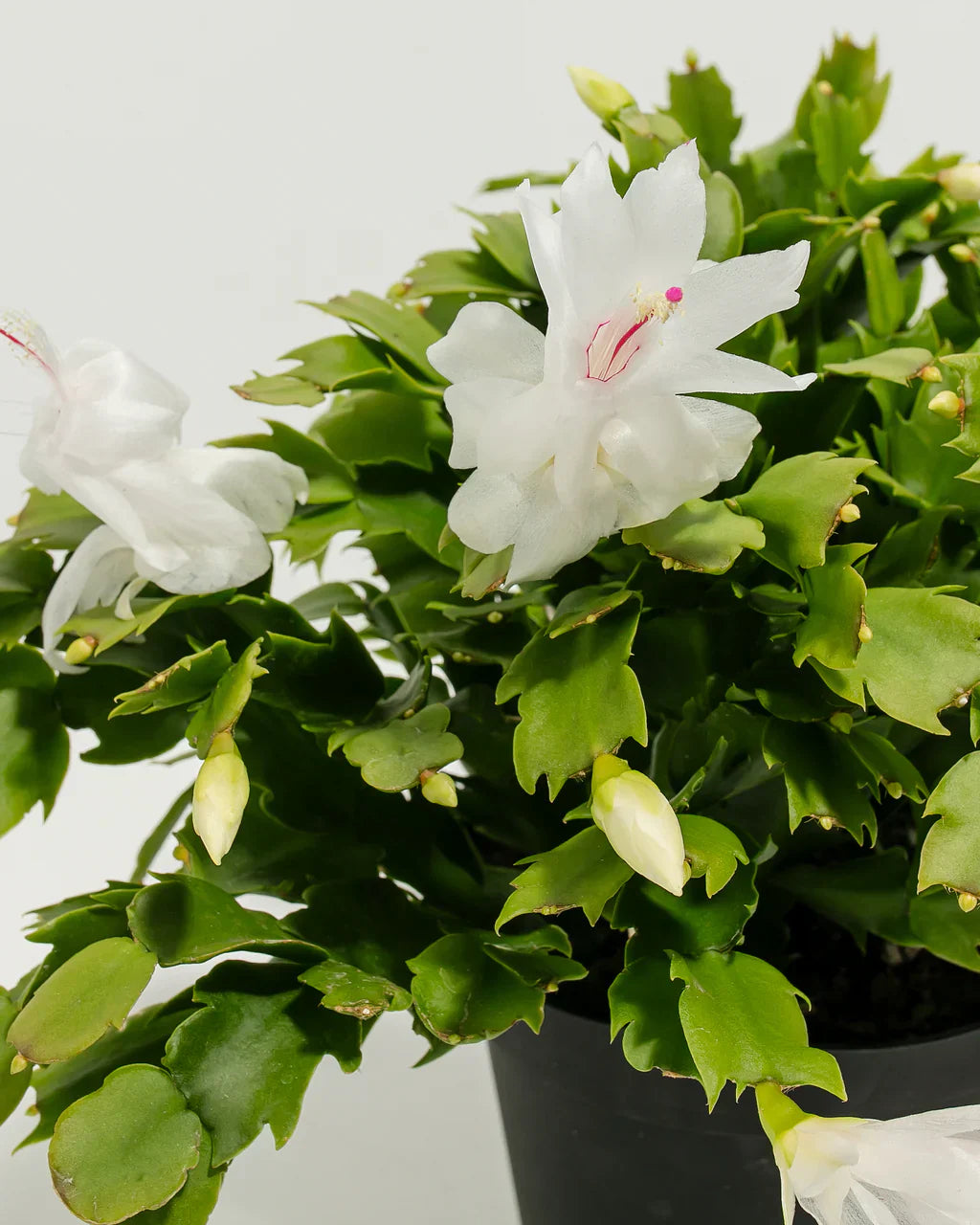 Zygocactus truncatus cactus blume samen with weiß blooms