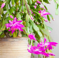Zygocactus truncatus dark rosa blume samen