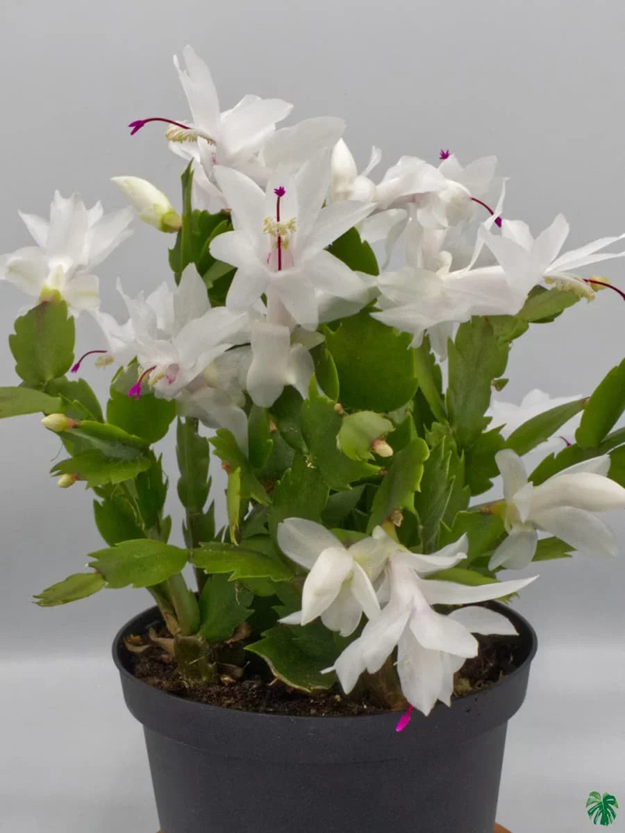 Exotic zygocactus truncatus blume samen for home and garten use