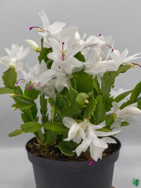 Exotic zygocactus truncatus blume samen for home and garten use