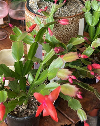 Tep-by-step wachsend guide for zygocactus truncatus seedlings